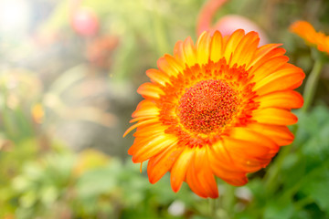Soft focus of orange chrysanthemum under the sunlight and lens flare, natural