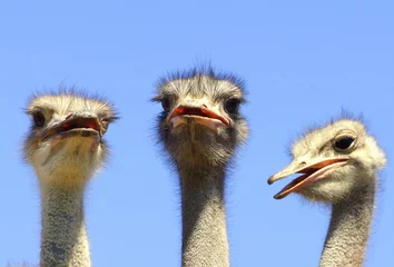 Foto op Plexiglas Struisvogel drie struisvogels kijken grappig vooruit met hun rekeningen open