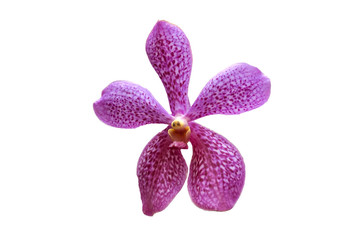 Pink Mokaca is isolated on white background, beautiful orchid