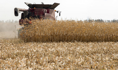 Fototapeta na wymiar combine harvester on the cornfield