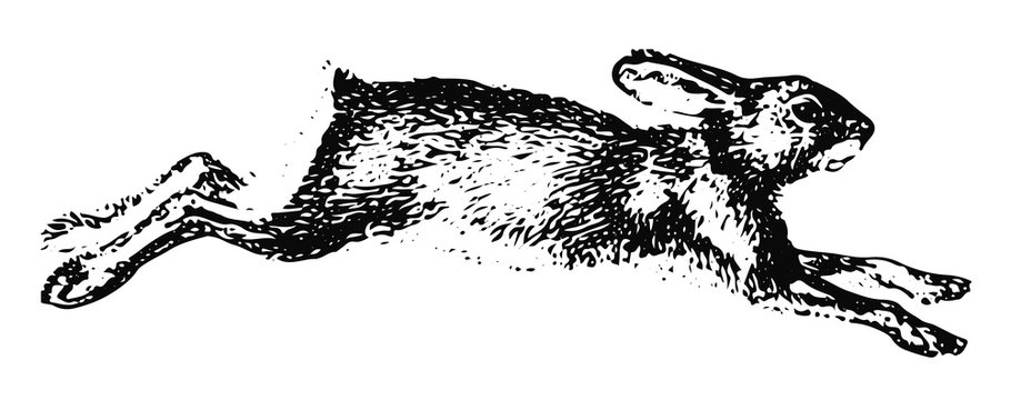 Hase Schneeschuhhase - Northern Varying Hare