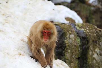 Fototapeta premium ニホンザル