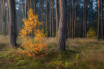 Lonely autumn tree in forest full of green pines