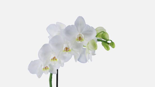 Time-lapse of opening white orchid 10a4w 4K PNG+ format with ALPHA transparency channel isolated on white background
