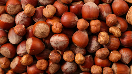 close up on hazelnut