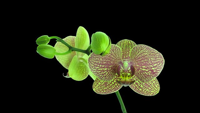 Time-lapse of opening Phalaenopsis KV Charmer orchid with red stripes 1a1 in PNG+ format with ALPHA transparency channel isolated on black background

