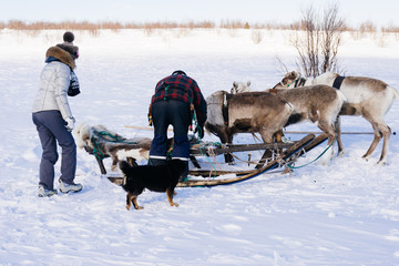 in the far cold north people get into a reindeer team