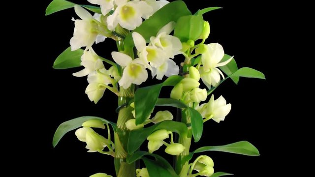 Time-lapse of opening Orchid Dendrobium (Nobile type hybrid) 1a2 in PNG+ format with ALPHA transparency channel isolated on black background
