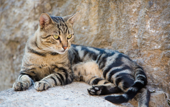 Tabby cat lying on stone surface