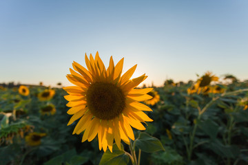 Beautiful sunflower in the farm