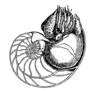 Perlboot - pearly nautilus - pearly nautilus