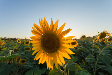 Beautiful sunflower in the farm