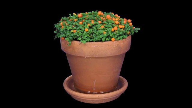 Time-lapse of growing nertera granadensis plant (coral bead plant, coral moss or English baby tears) 1a4 in 4K PNG+ format with ALPHA transparency channel isolated on black background
