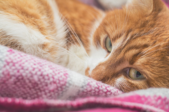 Red-and-white kitty is peaceful slumbering at the new violet plaid on the windowsill. Cozy home concept. Close up.