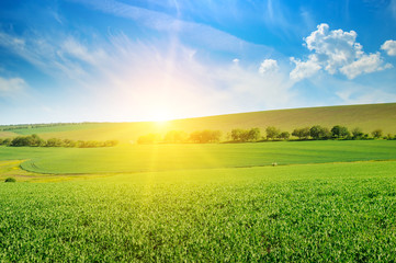 Green pea field and sunrise in the blue sky.