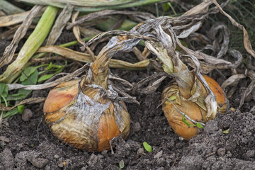 Reife Zwiebeln  (Allium cepa)