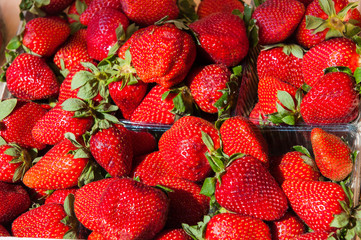 fresh red strawberries in the market