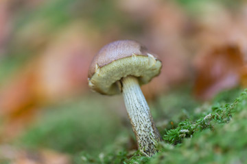 Mushroom