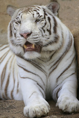 Weißer Tiger (Panthera tigris) Portrait