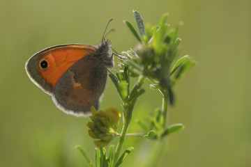 Kleine Wiesenvögelchen (Coenonympha pamphilus) auf Pflanze