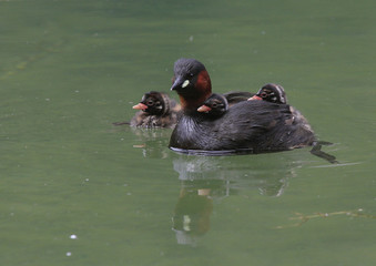 Zwergtaucher (Tachybaptus ruficollis) mit Kücken auf Rücken