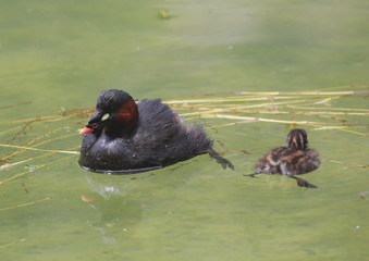 Zwergtaucher (Tachybaptus ruficollis) mit Kücken im Wasser