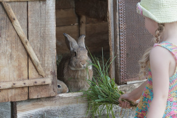 Little girl standing in front of farm hutch with domestic rabbits outdoors