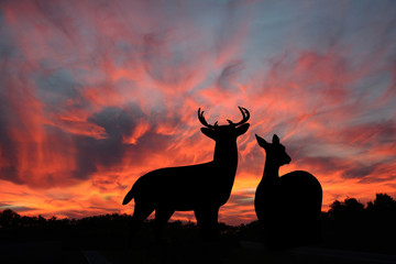 Buck and Doe Whitetail Deer Silhoetted Against A Spectacular Evening Sunset