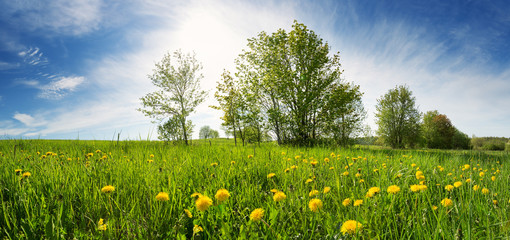 Obraz premium Field with yellow dandelions and blue sky