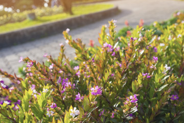 False heather(Elfin herb) at walkway in garden for background.