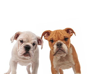 couple of cute english bulldogs puppies standing together