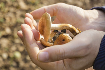Freshly picked forest mushrooms