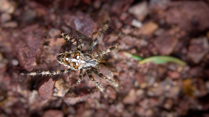 Kreuzspinne von oben