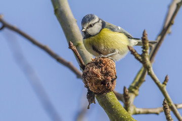 Blaumeise (Parus caeruleus)