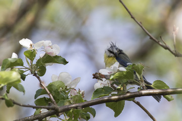 Blaumeise (Parus caeruleus)