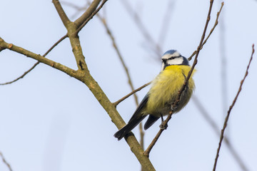 Blaumeise (Parus caeruleus)