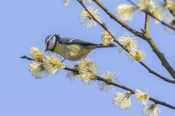 Blaumeise (Parus caeruleus)