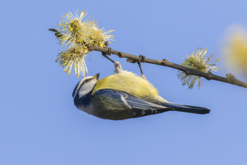 Blaumeise (Parus caeruleus)