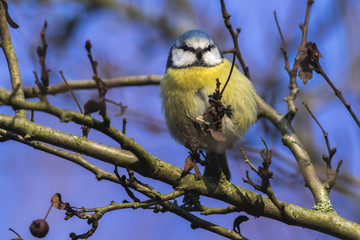Blaumeise (Parus caeruleus)