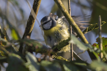 Fototapeta premium Blaumeise (Parus caeruleus)