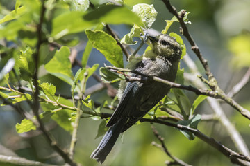 Blaumeise (Parus caeruleus)