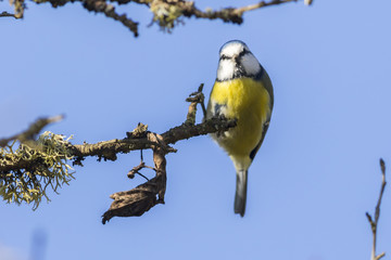 Blaumeise (Parus caeruleus)