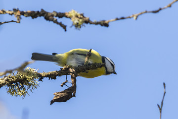Blaumeise (Parus caeruleus)