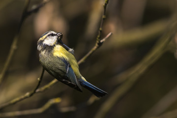 Blaumeise (Parus caeruleus)