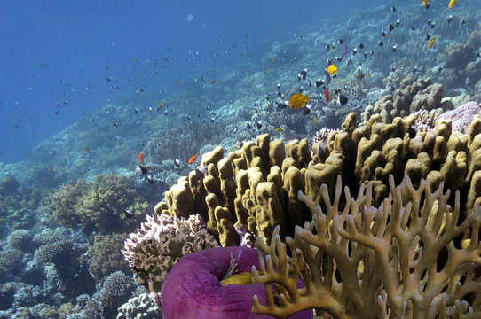 Tropical fish and corals, showing different colorful fishes swimming