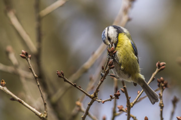 Blaumeise (Parus caeruleus)