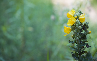 Details of nature. Forest flower on a green background