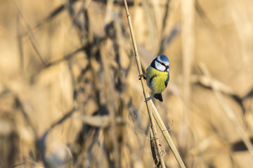 Blaumeise (Parus caeruleus)