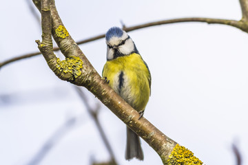 Blaumeise (Parus caeruleus)