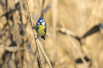 Blaumeise (Parus caeruleus)